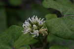 Climbing milkweed <BR>Honeyvine milkweed